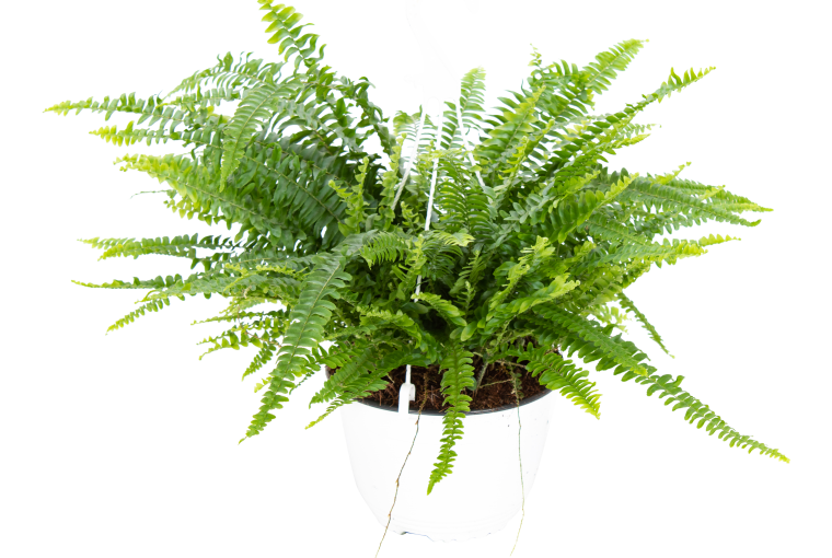 Paproć Nephrolepsis W50 cm, 50 zł Paproć Nephrolepsis W50 cm, 50 zł