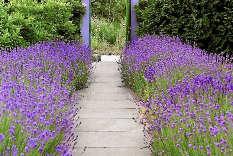 ONE TIME USE ONLY DO JEDNOKROTNEJ PUBLIKACJI OGROD MAGDY UMER NZ PRZEDOGRODEK ROSLINY LAWENDA FOT. LIDIA POPIEL PUBLIKACJA KWIETNIK NR 2 (170) - 2 2009 SLOWA KLUCZOWE: OGRODY ROSLINY