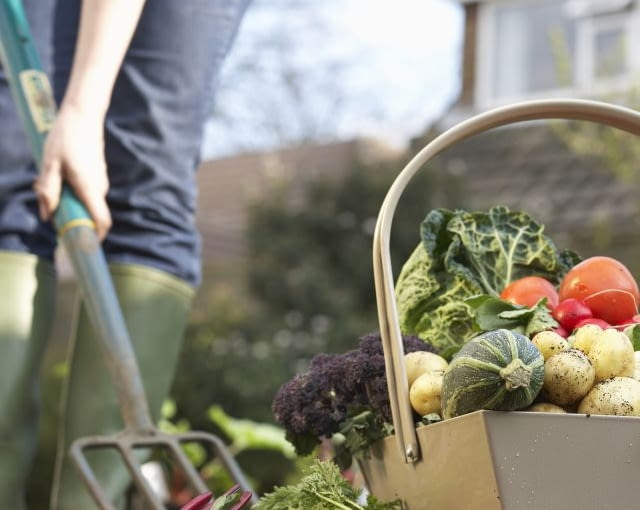 \Unrecognizable person digging with pitchfork, low section, assorted vegetables in foreground8BIM8BIMhttp://www.gettyimages.comMR:1, PR:3 | date created: 2007:07:25C%#