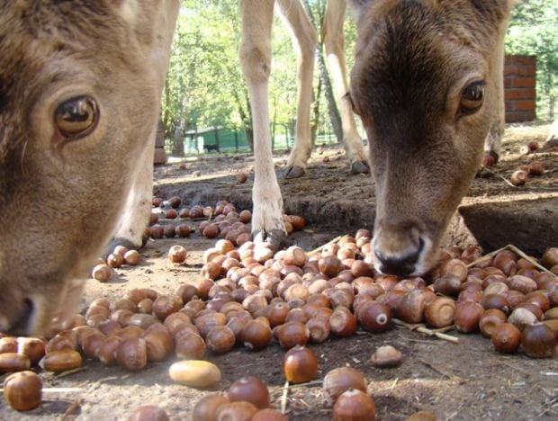 Śląski Ogród Zoologiczny po raz kolejny rozpoczyna akcję zbierania żołędzi na zwierząt Śląski Ogród Zoologiczny po raz kolejny rozpoczyna akcję zbierania żołędzi na zwierząt