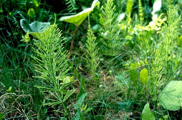 Ze skrzypu polnego można sporządzić odwar i opryskiwać nim rośliny profilaktycznie przeciwko infekcjom grzybowym.