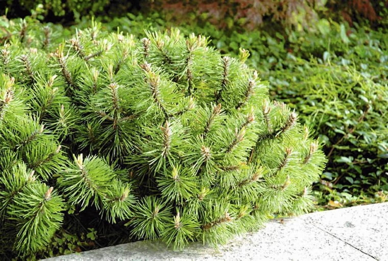 Kosodrzewina. Krzewy na balkon ONE TIME USE ONLY DO JEDNORAZOWEGO UZYCIA SOSNA GORSKA PINUS MUGO ODMIANA MOPS KRZEW IGLASTY FOT. ZWIAZEK SZKOLKARZY POLSKICH PUBLIKACJA KWIETNIK NR 2 (122) - 2.2005 SLOWA KLUCZOWE: ROSLINY