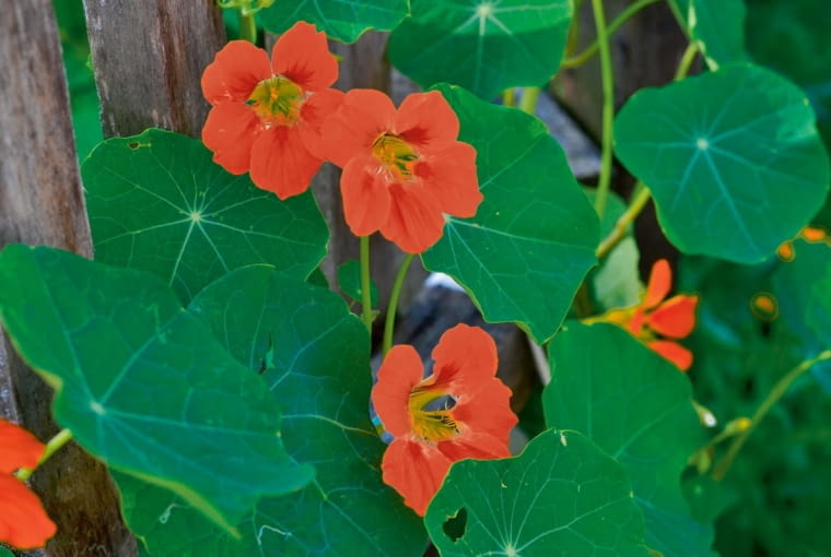 Nasturcja większa. Tropaeolum majus. Nasturcja - to jednoroczne pnącze o długości około 2 m, które płoży się lub wspina na podpory. Uważana jest za przyprawę, przepadają za nią mszyce, a ślimaki - nie. u>;Gz}5<~`?