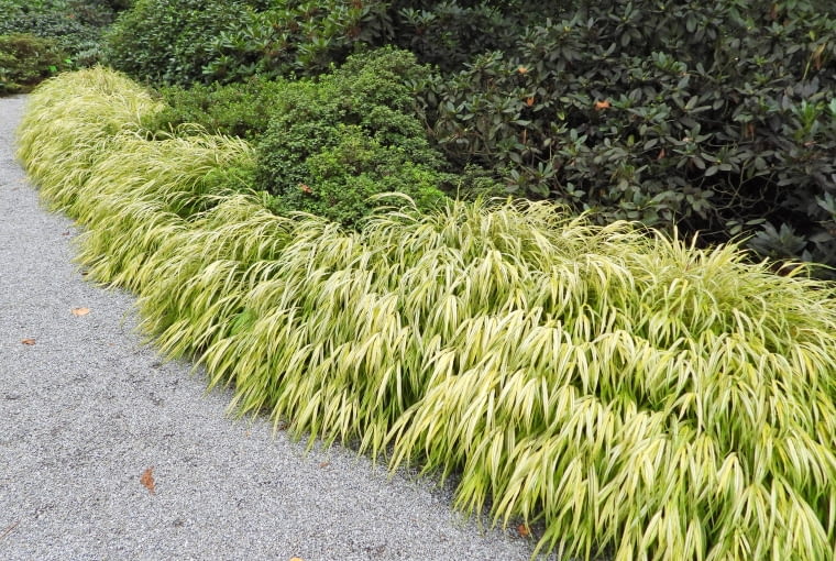 Hakonechloa macra 'Aureola' Hakonechloa macra 'Aureola'