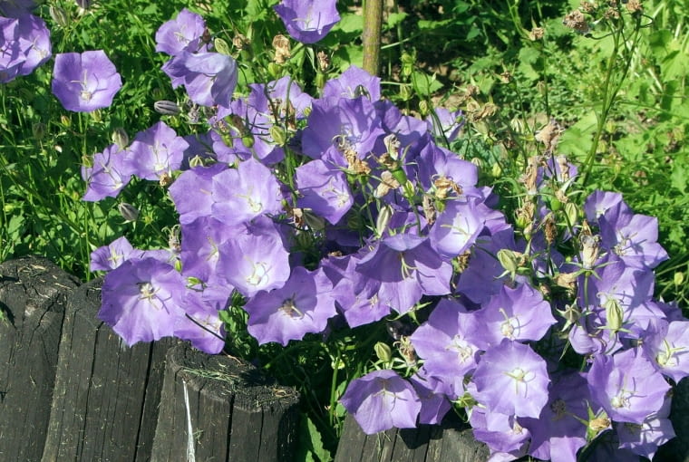 Dzwonek karpacki (Campanula carpatica) Dzwonek karpacki (Campanula carpatica)