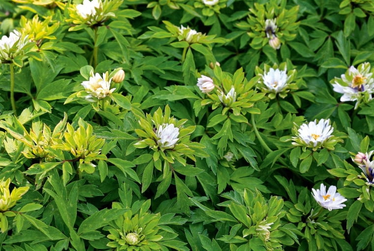 'Bracteata Pleniflora' o kwiatach pełnych, częściowo zielonych. Anemone nemorosa Bracteata Pleniflora