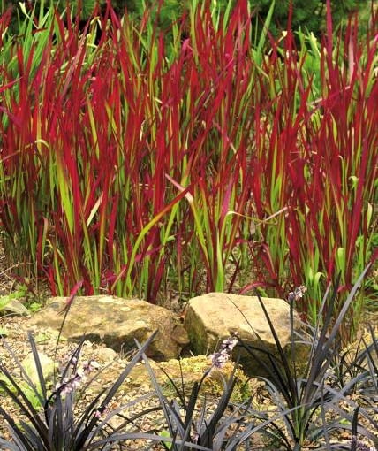 Imperata 'Red Baron' 06.07.2007 IMPERATA CYLINDRYCZNA ( IMPERATA CYLINDRICA ) ' RED BARON ' - TRAWA OZDOBNA , KOLOR CZERWONO - ZIELONY FOT. MALGORZATA DYRSKA PUBLIKACJA KWIETNIK NR 12 (180) - 12 2009