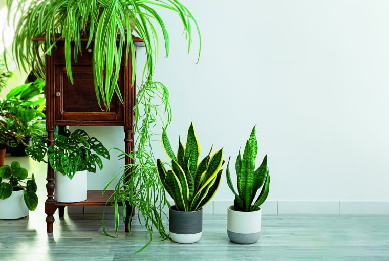 Rośliny we wnętrzach Rośliny we wnętrzach