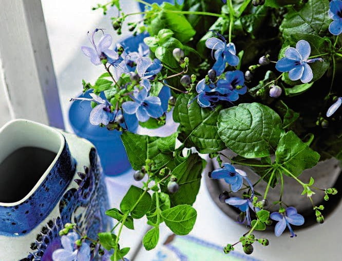 C. ugadense C. ugadense