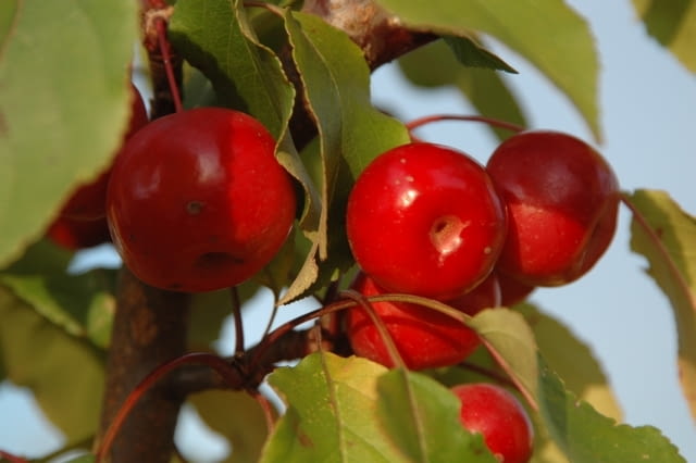 Jabłoń ozdobna (Malus) 'Ola' Jabłoń ozdobna (Malus) 'Ola'