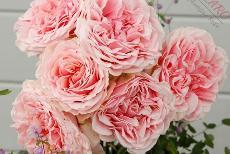 Róża ‘Amorosa®’ Róża wielkokwiatowa z serii Eleganza® wyróżnia się swoim unikatowym kolorem oraz pełnymi kwiatami o średnicy 6-7cm. Jedną z największych zalet tej odmiany jest jej trwałość kwiatów, przez co idealnie nadaje się do ścięcia do wazonu. Amorosa® dobrze radzi sobie uprawiana samotnie w donicach oraz pięknie prezentuje się sadzona w grupach na różnego rodzaju rabatach. Róża ‘Amorosa®’ Róża wielkokwiatowa z serii Eleganza® wyróżnia się swoim unikatowym kolorem oraz pełnymi kwiatami o średnicy 6-7cm. Jedną z największych zalet tej odmiany jest jej trwałość kwiatów, przez co idealnie nadaje się do ścięcia do wazonu. Amorosa® dobrze radzi sobie uprawiana samotnie w donicach oraz pięknie prezentuje się sadzona w grupach na różnego rodzaju rabatach.