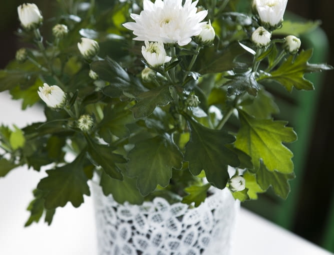 Chryzantema biała Chryzantema biała