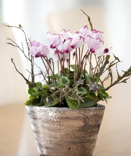 Cyklameny - kwiaty doniczkowe kwitnące jesienią. Biało-różowe kwiaty