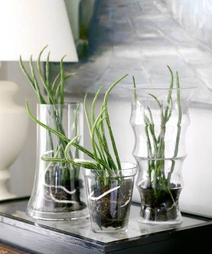 Starzec (Senecio stapeliiformis)