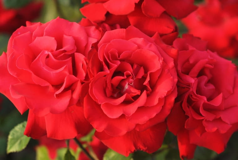 Róża 'Grande Amore' Róża 'Grande Amore'