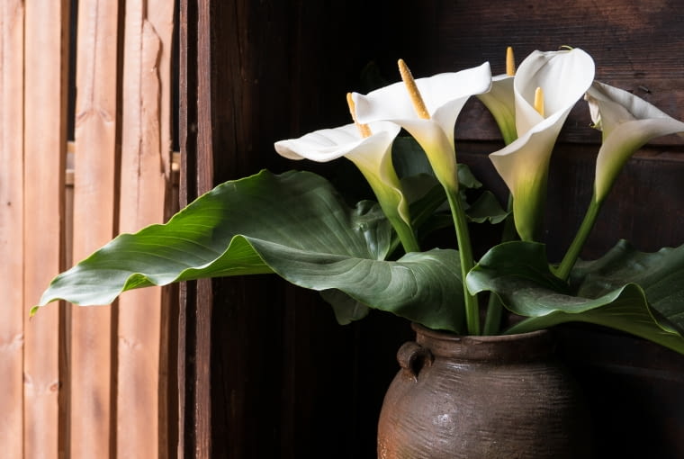 Zantedeschia etiopica Zantedeschia etiopica