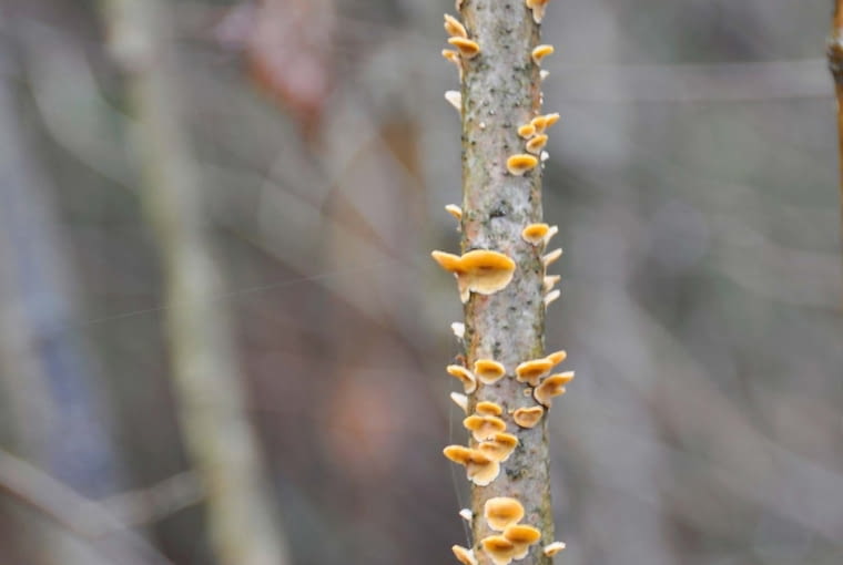 Skórniak pomarszczony Skórniak pomarszczony