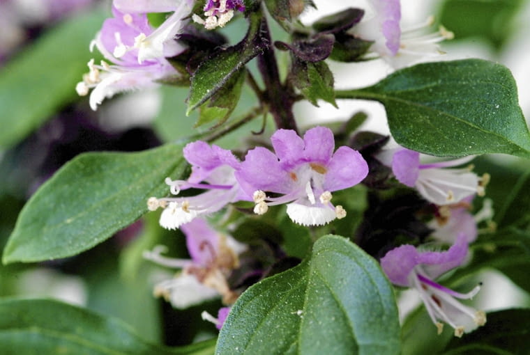 Nektar ukryty jest na dnie dwuwargowego kielicha.