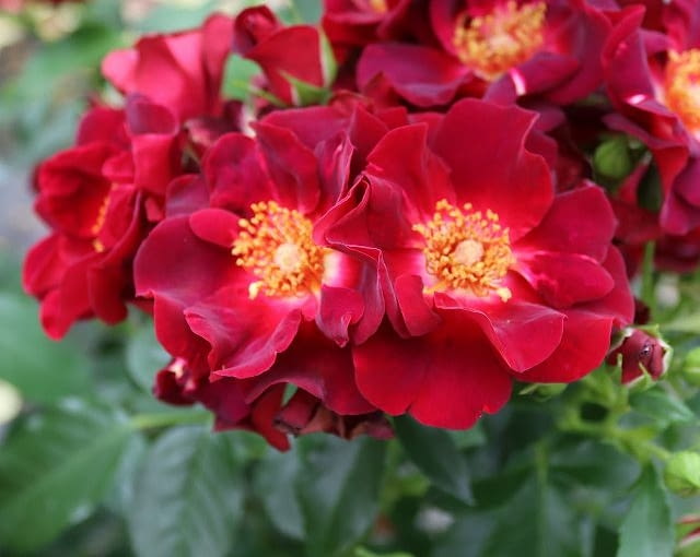 Floribunda zachwycająca aksamitną głęboką czerwienią otwartych kwiatów, na tle których wyróżniają się jaskrawe pręciki. Kwiaty przyciągają pszczoły i inne owady zapylające. Odmiana została ochrzczona w mieście Gotha w Turyngii, latem 2025 r. z okazji 1250 rocznicy powstania miasta.