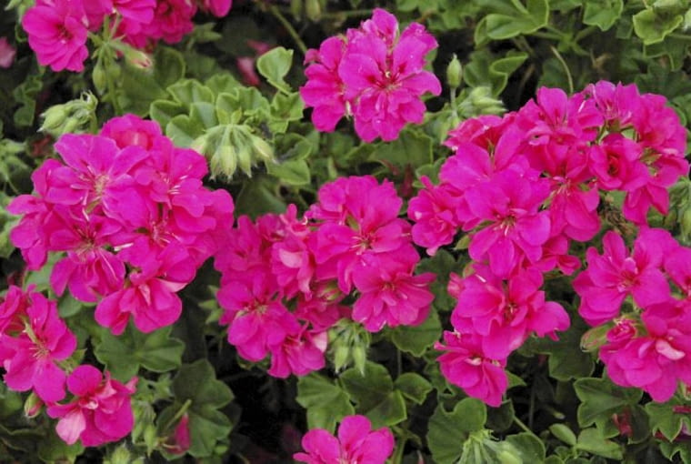 Pelargonia rabatowa 'Costa Daurada Dark Pink' Pelargonia rabatowa 'Costa Daurada Dark Pink'