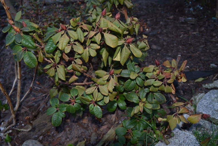 Różanecznik jest w wyraźnie złej formie. Liście na części pędów zmieniły kolor. fot.Aneta Żurkowska