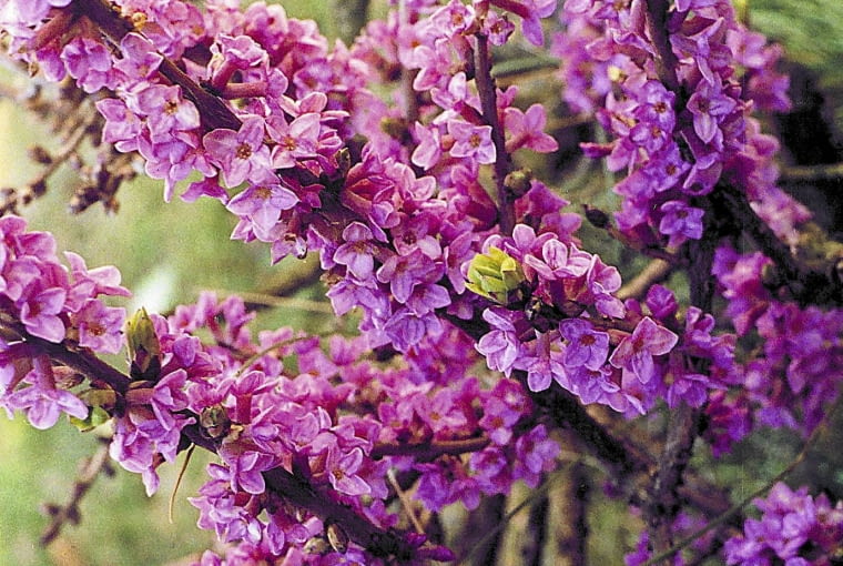 Wawrzynek ONE TIME USE ONLY DO JEDNORAZOWEGO UZYCIA ZWIAZEK SZKOLKARZY POLSKICH WAWRZYNEK WILCZELYKO DAPHNE MEZEREUM KRZEW LISCIASTY WIOSNA FOT. LUCJAN KUROWSKI PUBLIKACJA KWIETNIK NR 4 (112) - 4.2004 SLOWA KLUCZOWE: KWIATY ROSLINY