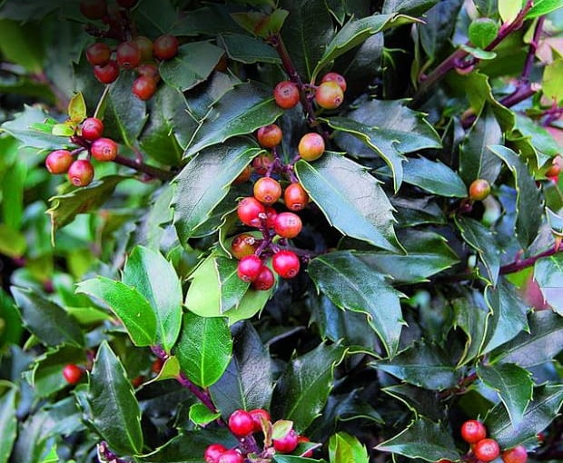 Ostrokrzew meservy(Ilex ×meservae)