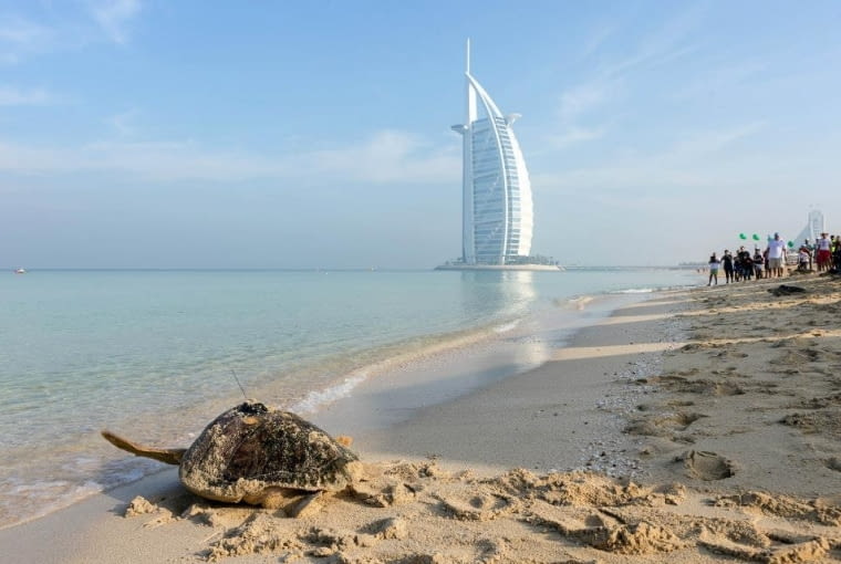 Wzniesiony na sztucznej wyspie Burj al Arab aktywnie włącza się do programu ochrony środowiska naturalnego. Jednym z nich jest zainicjowany w 2004 r. projekt ochrony żółwi. Wzniesiony na sztucznej wyspie Burj al Arab aktywnie włącza się do programu ochrony środowiska naturalnego. Jednym z nich jest zainicjowany w 2004 r. projekt ochrony żółwi.