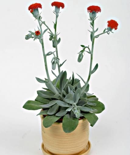 10.05.2004 WARSZAWA ANIN CENTRUM OGRODNICZE SWIAT ROSLIN ROSLINY DONICZKOWE SENECIO CEPHALOPHORUS