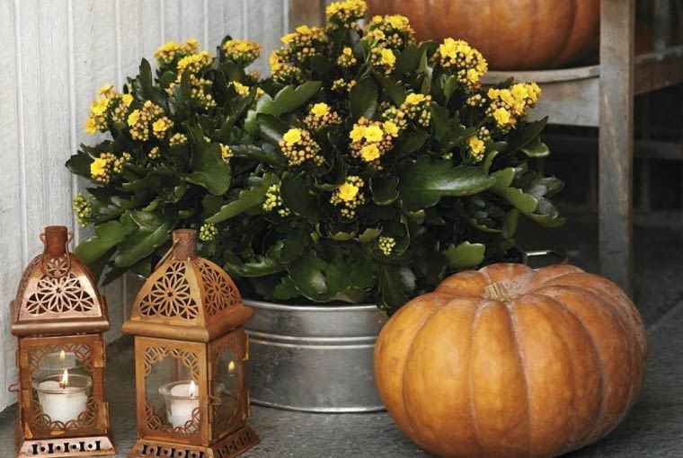 kompozycja jesienna kalanchoe kompozycja jesienna kalanchoe