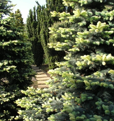 Świerk kłujący (Picea pungens) 'Białobok'. Iglaki OLYMPUS DIGITAL CAMERA