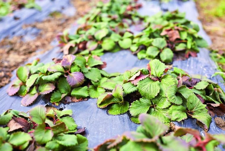 Werticilioza truskawek. Werticilioza truskawek.