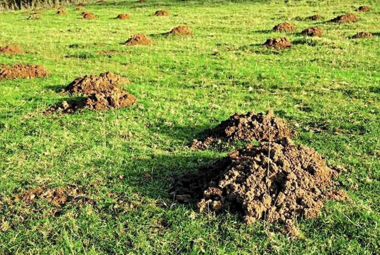 Przed zima usuwamy kretowiska Przed zima usuwamy kretowiska