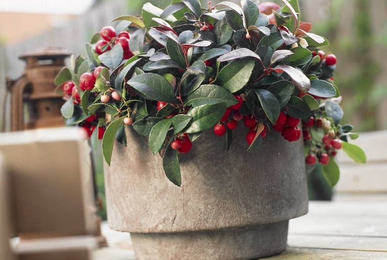 golteria Gaultherien im Kübel, Gaultheria procumbens SLOWA KLUCZOWE: Balkon Balkone Beere Beeren Dekoration Herbst Herbstbalkon Pflanze Pflanzen Querformat Scheinbeere Terrasse Terrassen Topfpflanze Topfpflanzen Visions herbstlich Herbstzeit Zimmerpflanze Zimmerpflanzen