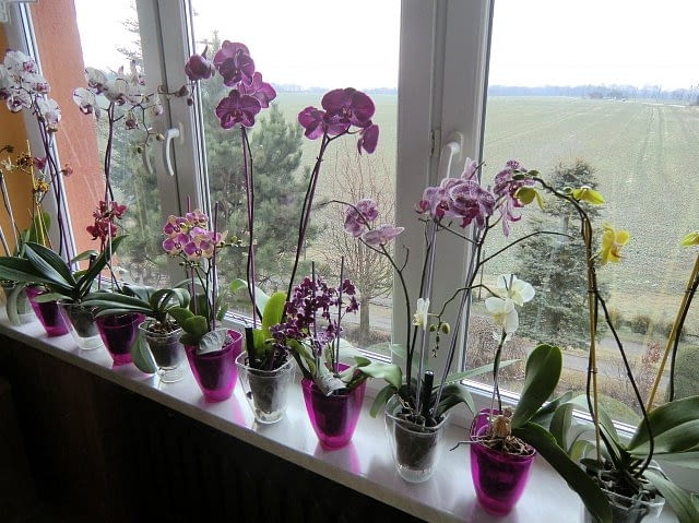 Okno storczykowe storczyki, parapet, kwiaty doniczkowe