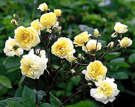 Róże. Róża 'Malvern Hills' to rarytas wśród ramblersów, gdyż powtarza kwitnienie.