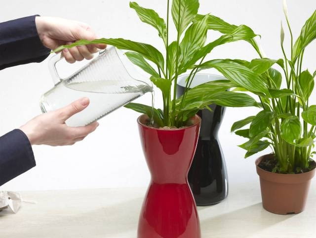 10.03.2008 WARSZAWA SESJA KWATY WE WNETRZU NZ ROSLINY KWIATY SKRZYDLOKWIAT UPRAWA HYDROPONICZNA STYLIZACJA ANETA KOSIBA DLA CZASOPISMA CZTERY KATY FOT. ARKADIUSZ SCICHOCKI / AGENCJA GAZETA PUBLIKACJA CZTERY KATY NR 5 (199) - 5 2008