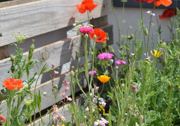 Kwietna łąka w donicy Kwietna łąka w donicy