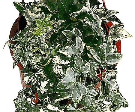 ONE TIME USE ONLY DO JEDNORAZOWEJ PUBLIKACJI ROSLINY BLUSZCZ ODMIANA KOLIBRI FOT. BIURO KWIATOWE HOLANDIA PUBLIKACJA CZTERY KATY NR 5 (151) - 5.2004