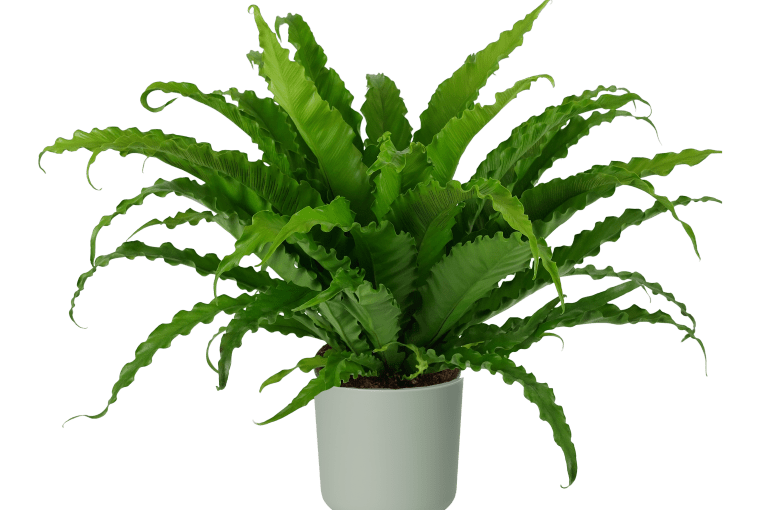 Asplenium Osaka 40-45 cm 72,99 zł Asplenium Osaka 40-45 cm 72,99 zł
