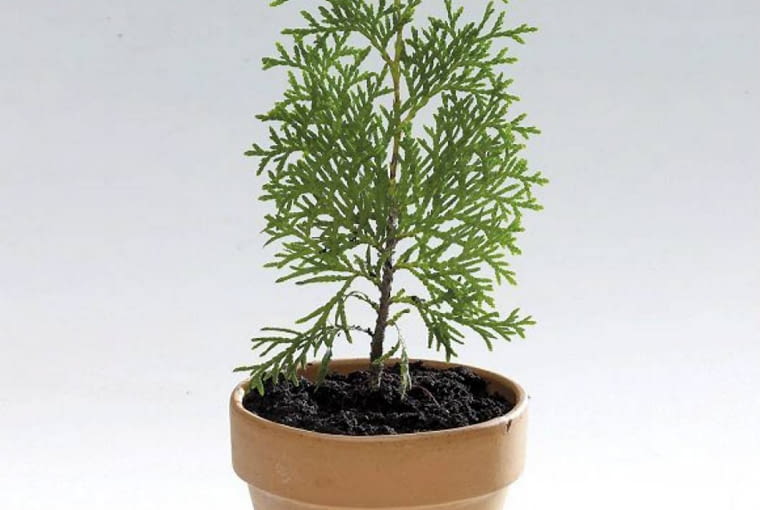 15.06.2009 WARSZAWA SESJA SADZONKI ZYWOTNIKA KROK PO KROKU DLA CZASOPISMA KWIETNIK OGRODY FOT. ARKADIUSZ SCICHOCKI / AGENCJA GAZETA PUBLIKACJA OGRODY NR 8 (124) - 8 2009 SLOWA KLUCZOWE: ROSLINA OGRODNICTWO ZDJĘCIE DO WKŁADKI: PUBLIKACJA OGRODY NR 8 (124) - CZASOPISMA