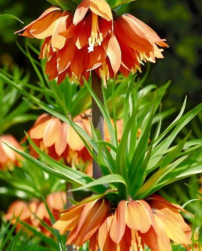 Szachownice Rubra kwitną na czerwono, Aurora - na pomarańczowo. Szachownice zwane są też Koroną cesarską 29.04.2005 POWSIN OGROD BOTANICZNY - WIOSENNE OGRODOWE PRACE PIELEGNACYJNE