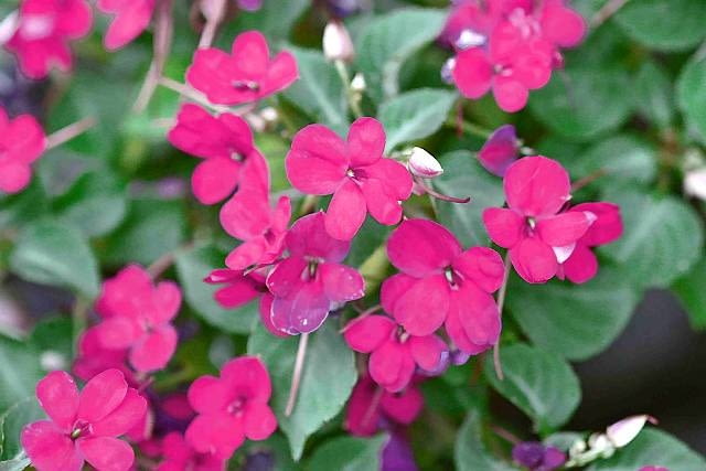 Niecierpek 'Purple' z serii Cheeky Niecierpek 'Purple' z serii Cheeky