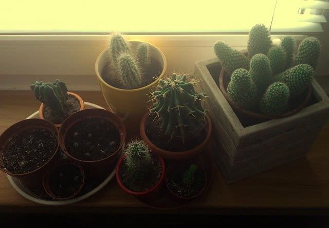 Domowe kaktusy kaktusy, rośliny doniczkowe