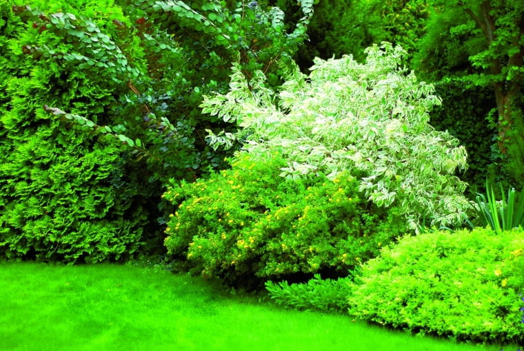 Kompozycja z derenia białego 'Elegantissima' i pięciornika OGROD KOMPOZYCJE ROSLINNE DEREN BIALY ' ELEGANTISSIMA ' I PIECIORNIK FOT. LILIANNA SOKOLOWSKA PUBLIKACJA OGRODY NR 12 (116) - 12 2008