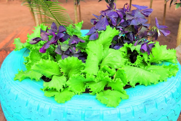 Pół żartem - pół serio: ogródek urządzony w starej pomalowanej oponie.