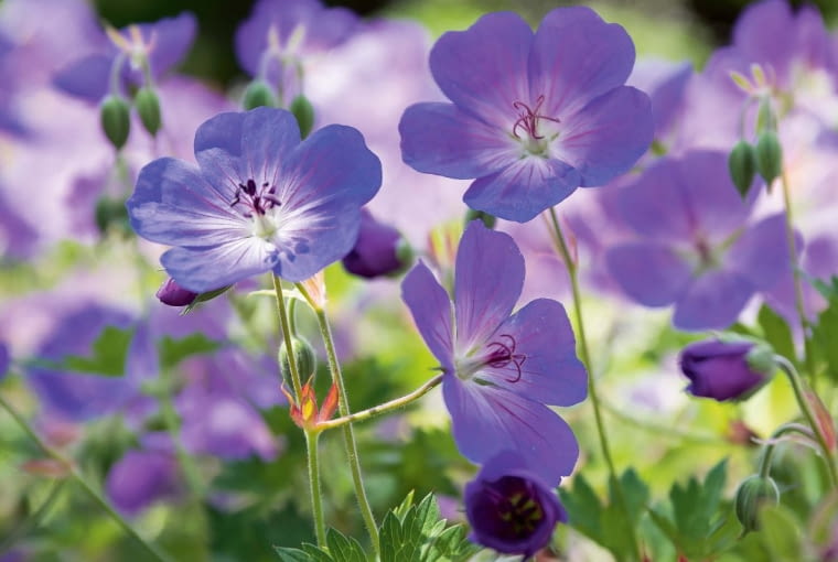 Bodziszek himalajski (Geranium himalayense) Bodziszek himalajski (Geranium himalayense)
