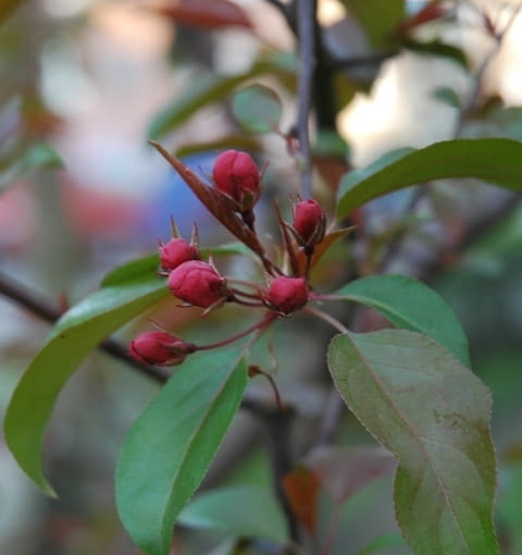Jabłoń ozdobna (Malus) 'Ola' Jabłoń ozdobna (Malus) 'Ola'