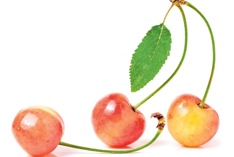 Czereśnia Czereśnia