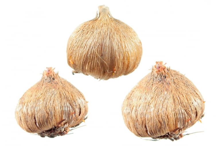 Iksja - bulwy Iksja - bulwy